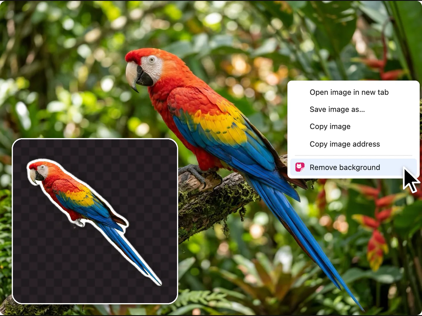 A parrot photo on a web page with the right-click menu open on Remove background, and the transparent cut-out of the parrot it saved
